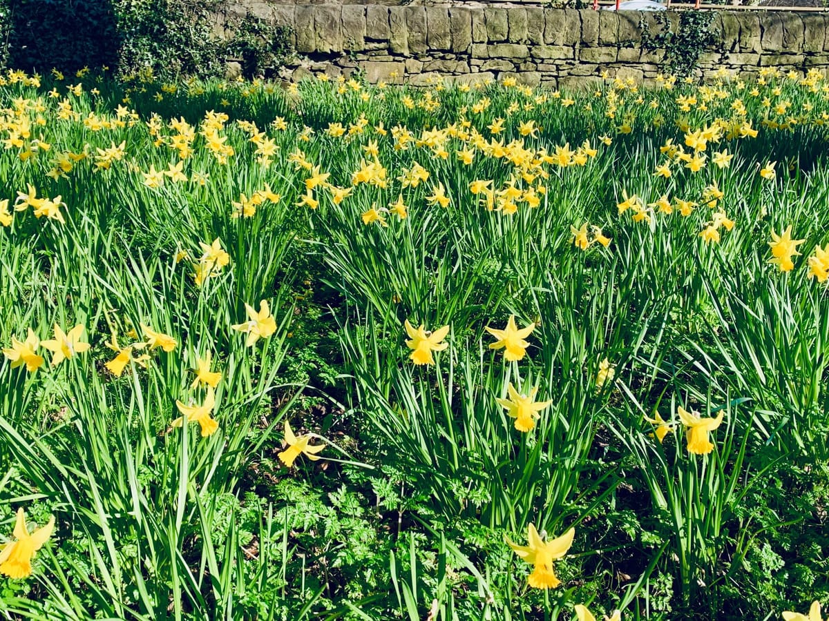 Daffodils on the Meadows, Edinburgh.