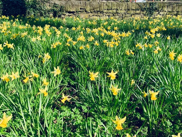 Daffodils on the Meadows, Edinburgh.
